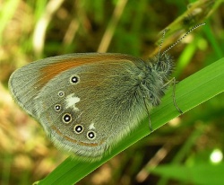 Tamsusis satyriukas.MKE.2008-06-23.jpg