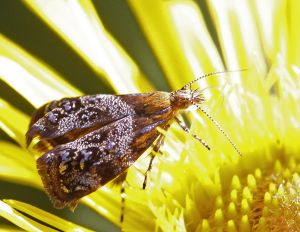 Tebenna bjerkandrella.R.Kindurio.140717-19.jpg