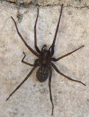 Tegenaria atrica.Rimvydo.jpg