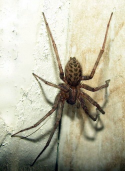 Tegenaria domestica.MKE.jpg