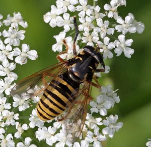 Temnostoma vespiforme.RimvydoKindurio.110611.jpg