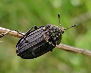 Thanatophilus sinuatus.Deivio.jpg