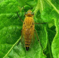 Therevidae sp.MKE.2007-06-19.jpg