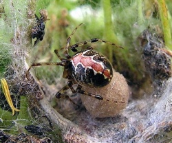 Theridion pictum.MKE.2008-07-05.jpg