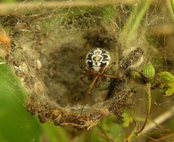 Theridion sisyphium.MKE.jpg