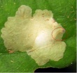Ąžuolinis šeriuotaūsis (Tischeria ekebladella)