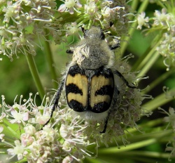 Trichius fasciatus.MKE.2007-07-26.jpg