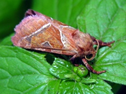 Triodia sylvina.MKE.jpg