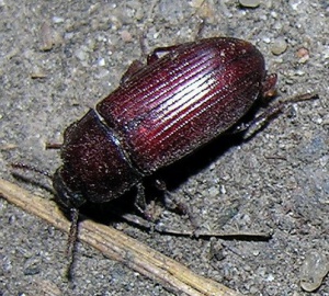 Uloma sp. 2008-05-21.MKE.jpg