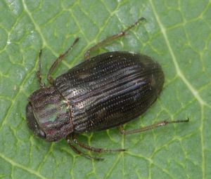 Vandeninis prudinukas - Helophorus aquaticus.MKE.2012-06-20.jpg