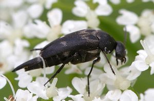 Variimorda villosa.Rimvydo.090621-41.jpg
