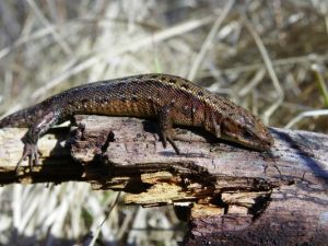 Vikrusis driežas (lot. Lacerta agilis).JPG