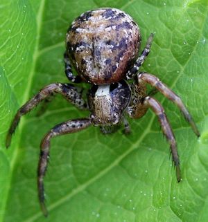 Xysticus audax.Rimvydo.100520-02.jpg