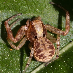 Xysticus cristatus.Rimvydo.100518-13.jpg