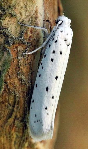 Yponomeuta malinellus.MKE.2010-07-11.jpg