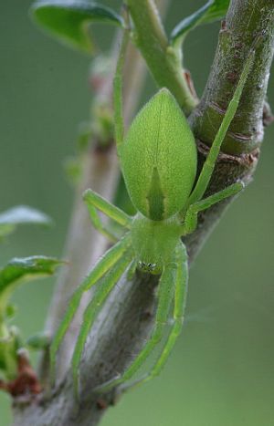 Zaliavoris.Kindurio.jpg