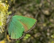 Žalsvasis varinukas (Callophrys rubi)