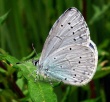 Žydrasis melsvys (Celastrina argiolus)