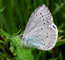 Zydrasis melsvys.2008-07-13.jpg