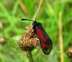 Zygaena minos.2008-07-16.jpg