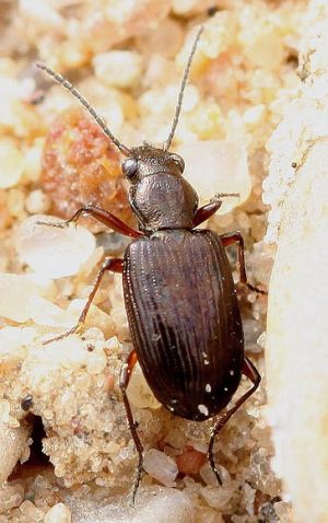 Zygis.Rimvydo.100430-03.jpg