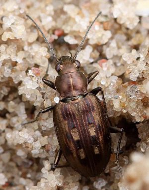 Zygis1.Rimvydo.100508-11.jpg