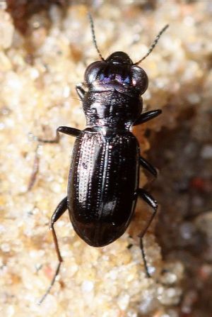 Zygis2.Rimvydo100510-43.jpg