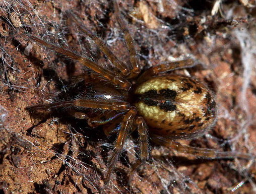Vaizdas:Amaurobus fenestralis.Rimvydo.100518-35-copy.jpg
