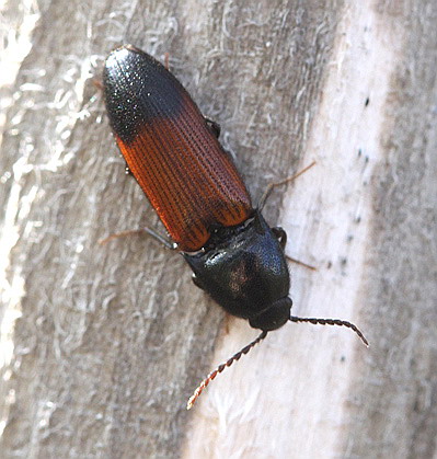 Vaizdas:Ampedus (Ampedus) balteatus.Rimvydo. 100516-66.jpg