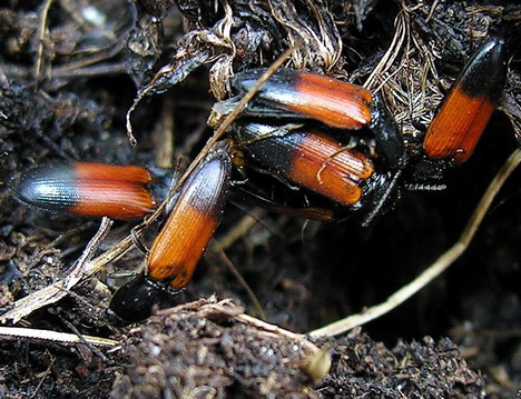 Vaizdas:Ampedus balteatus.MKE.2008-05-03.jpg