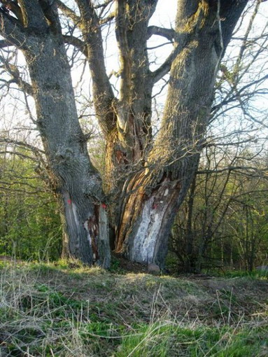 Vaizdas:Bugeniu azuolo kamienai.MKE.jpg