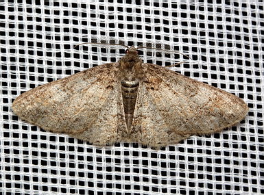 Vaizdas:Cleora cinctaria.MKE.2011-05-21.jpg