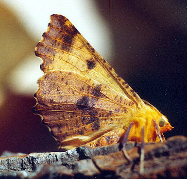 Vaizdas:Didysis geltonsprindis.Kli.jpg