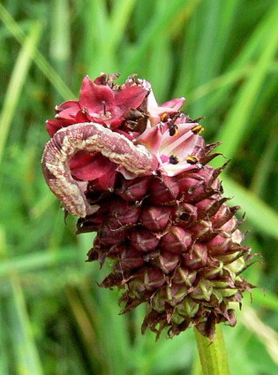 Vaizdas:Eupithecia satyrata.jpg