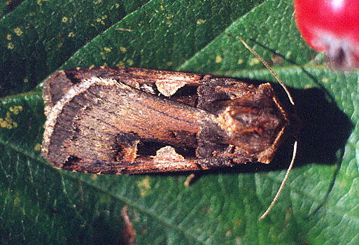 Vaizdas:Gelsvademis dirvinukas.Kli.jpg