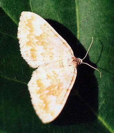 Vaizdas:Gelsvoji cidarija.Kli.jpg