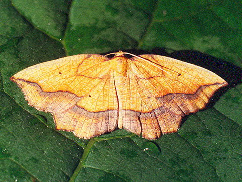 Vaizdas:Gluosninis dvispalvis sprindzius.Kli.jpg