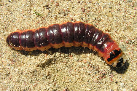 Vaizdas:Gluosninis medgrezis.MKE.2011-07-17.jpg