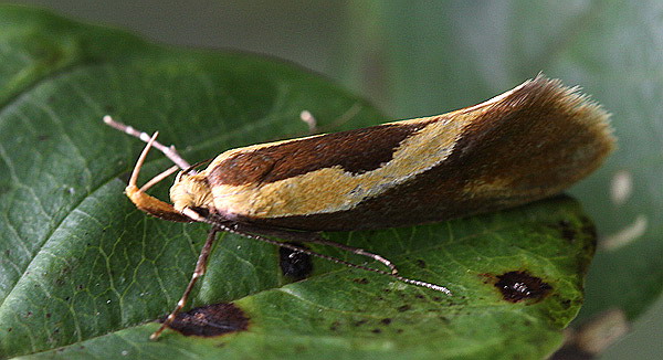 Vaizdas:Harpella forticella.RimvydoKindurio.110715.jpg