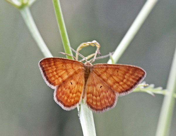 Vaizdas:Idaea serpentata.RimvydoKindurio.120707-11-copy.jpg
