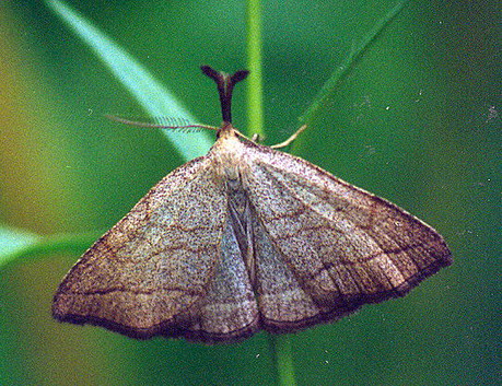 Vaizdas:Ilganosis sprindinis naktinukas.Kli.jpg