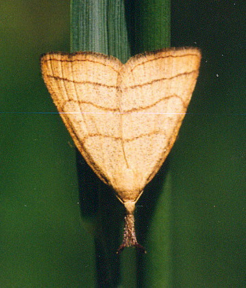 Vaizdas:Ilganosis sprindinis naktinukas1.Kli.jpg