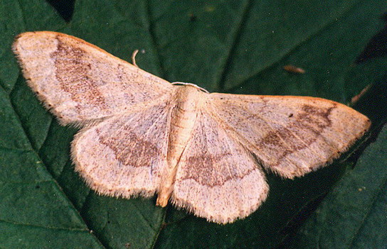 Vaizdas:Juodajuostis sprindziukas.KLi.jpg