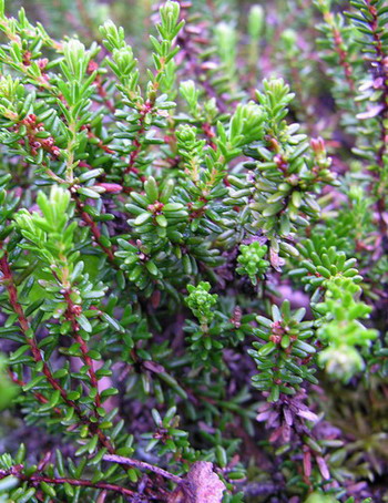 Vaizdas:Juodoji varnauoge.MKE.2009-06-10.jpg