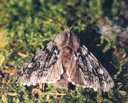 Vaizdas:Kailiniuotasis naktinukas.Kli.jpg