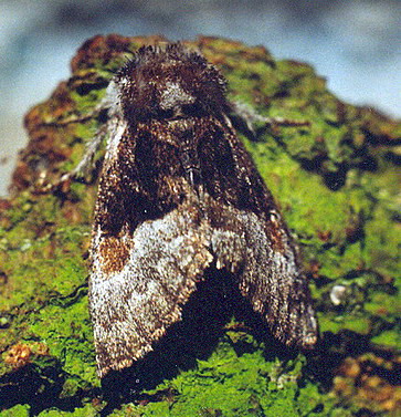 Vaizdas:Lazdyninis miskinukas.Kli.jpg