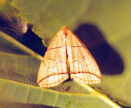 Vaizdas:Lenktajuostis sprindinis naktinukas.Kli.jpg