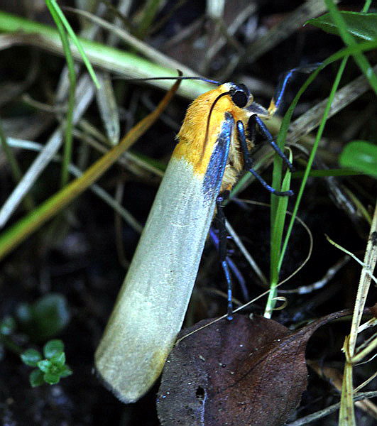 Vaizdas:Lithosia quadra.RimvydoKindurio.120728-20-copy-2.jpg