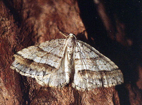 Vaizdas:Lygiajuoste cidarija.Kli.jpg