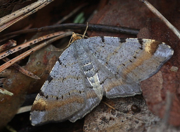 Vaizdas:Macaria liturata.R.Kindurio.130627-01-copy.jpg